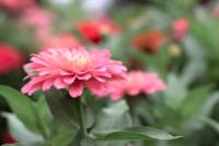 close-upbloemen-van-zinnia-bloemenachtergrond-gemeenschappelijke-zinnia_45541-135